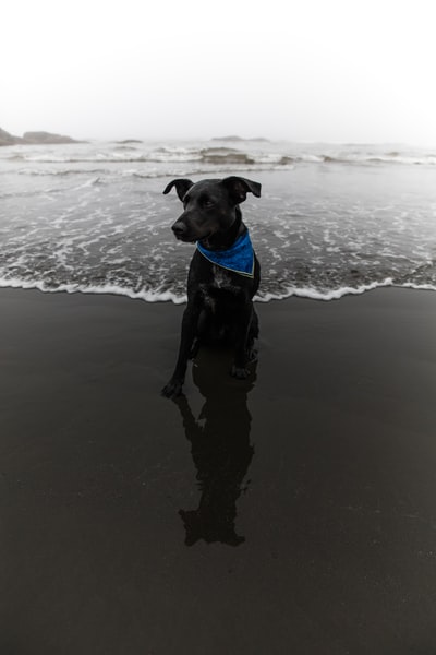 The black dog of the sea
